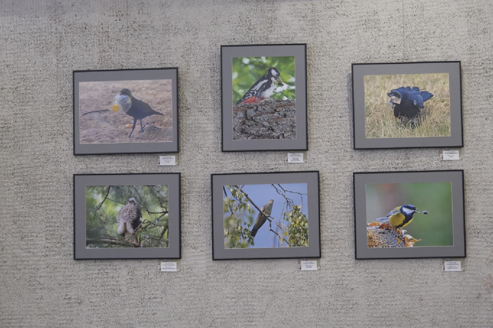 пущино, фотографы, фото, фотовыставка, птица, птицы, птицы подмосковья, подмосковье,