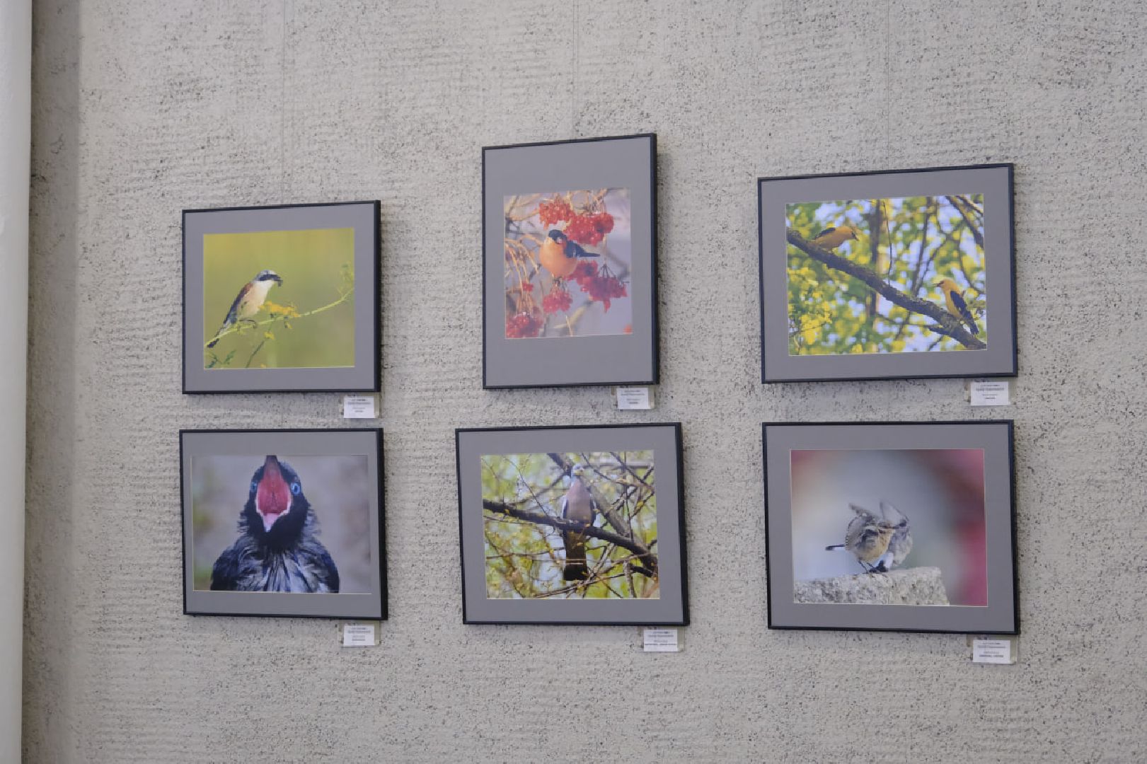 пущино, фотографы, фото, фотовыставка, птица, птицы, птицы подмосковья, подмосковье,