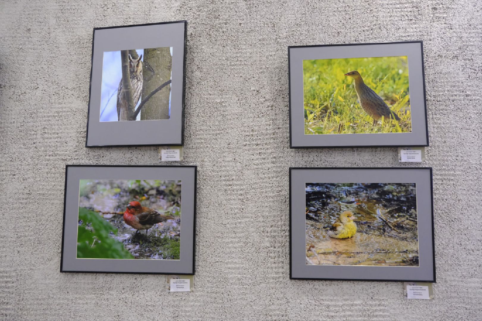 пущино, фотографы, фото, фотовыставка, птица, птицы, птицы подмосковья, подмосковье,