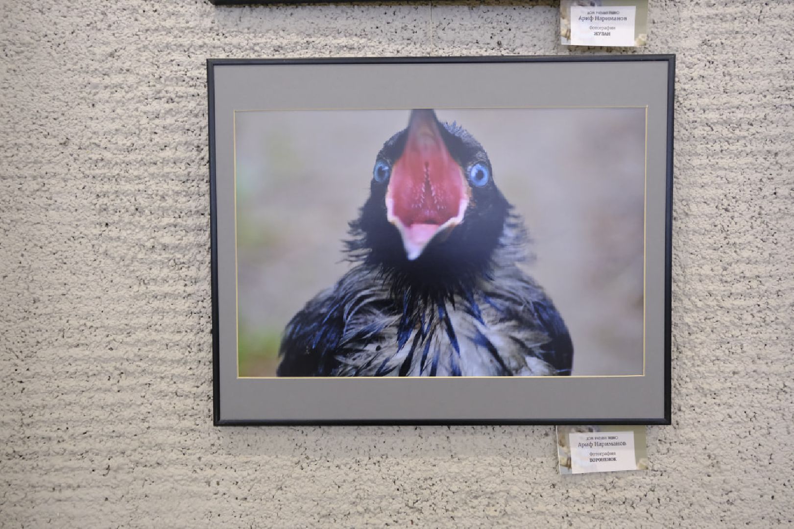 пущино, фотографы, фото, фотовыставка, птица, птицы, птицы подмосковья, подмосковье,