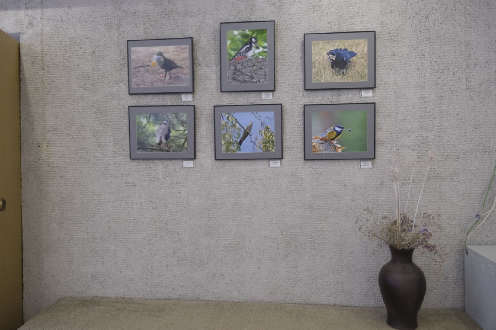 пущино, фотографы, фото, фотовыставка, птица, птицы, птицы подмосковья, подмосковье,