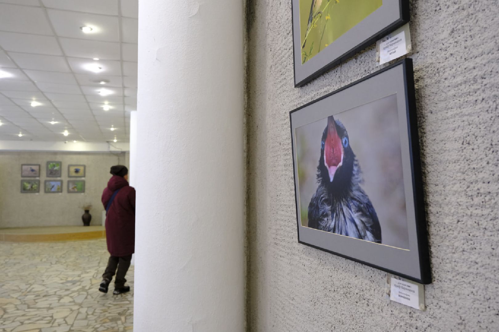 пущино, фотографы, фото, фотовыставка, птица, птицы, птицы подмосковья, подмосковье,