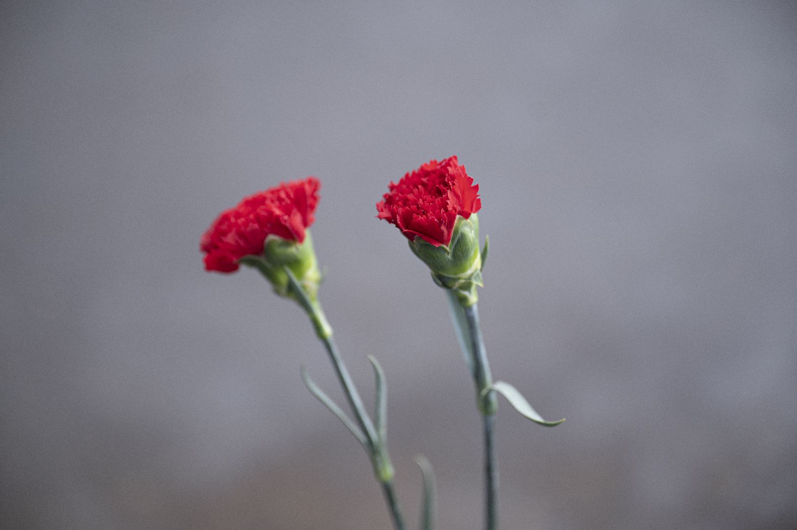 Видное, ленинский городской округ, Станислав Каторов, СВО, военнослужащий, орден Мужества, герой,