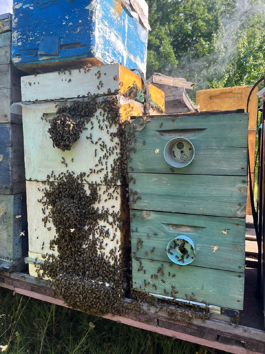 Чехов, ярмарка, мед