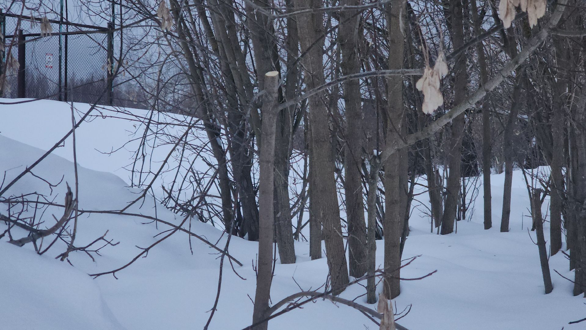 Павловский Посад, Городской округ Павловский Посад, Парк, Строительство, Благоустройство, Набережная, Зелный узел,