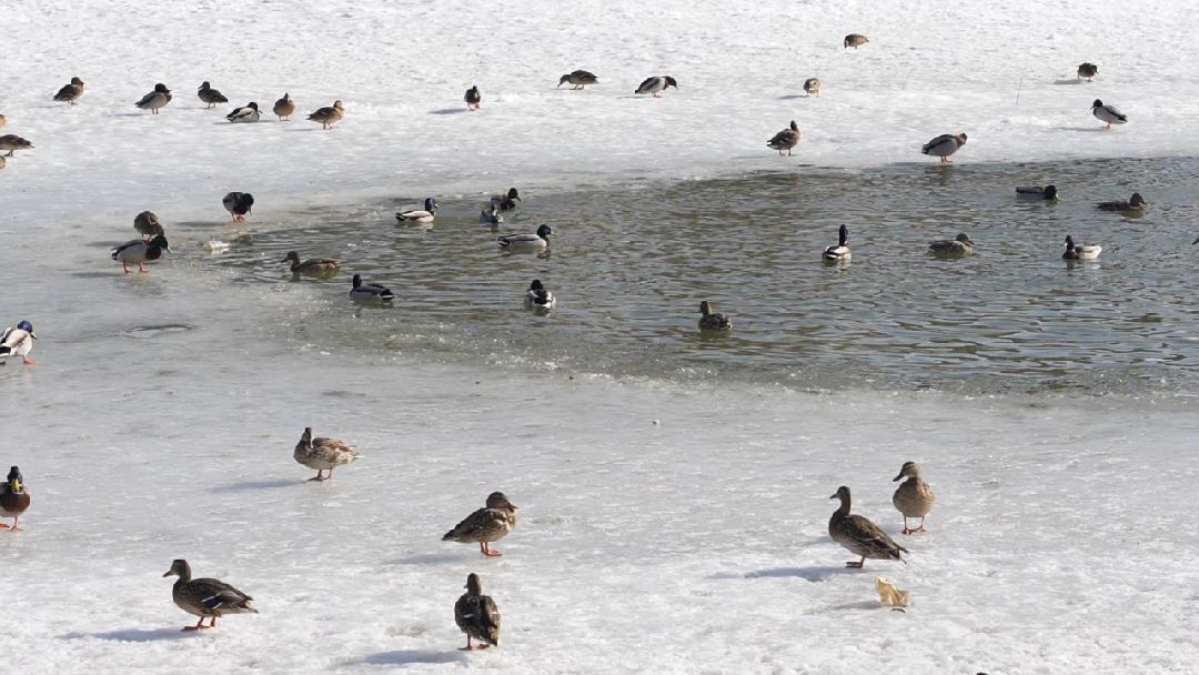 Сергиев Посад, Сергиево-Посадский городской округ, МЧС, Спасатели, 112, тонкий лёд