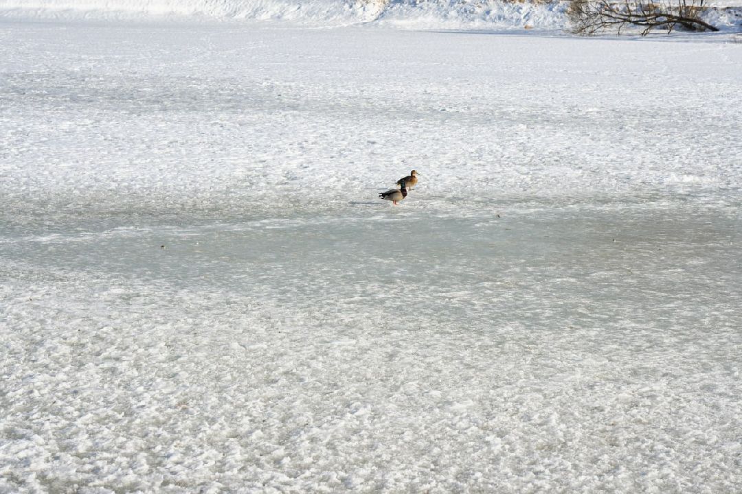Сергиев Посад, Сергиево-Посадский городской округ, МЧС, Спасатели, 112, тонкий лёд