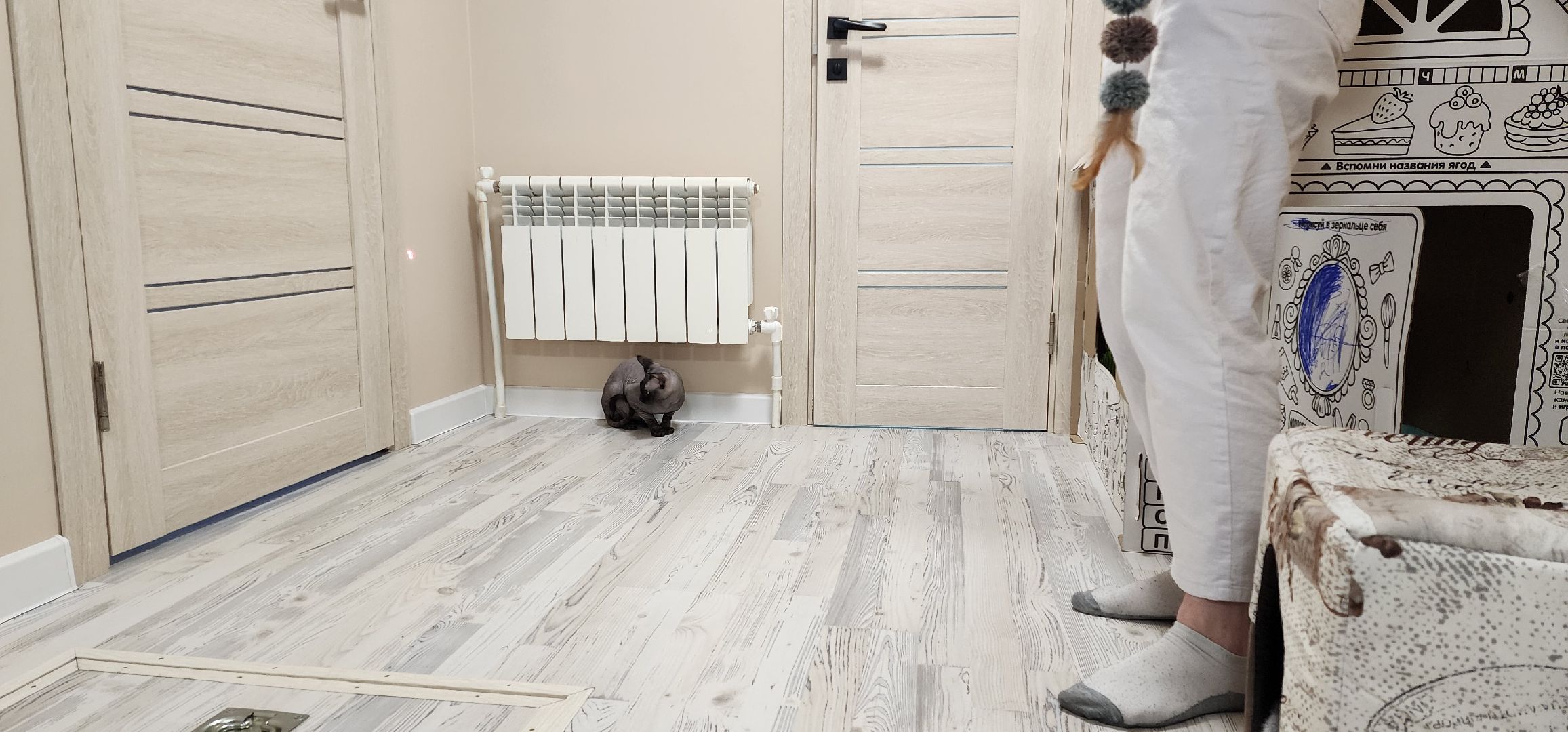 раменское, общество, спасенный кот Вольт,