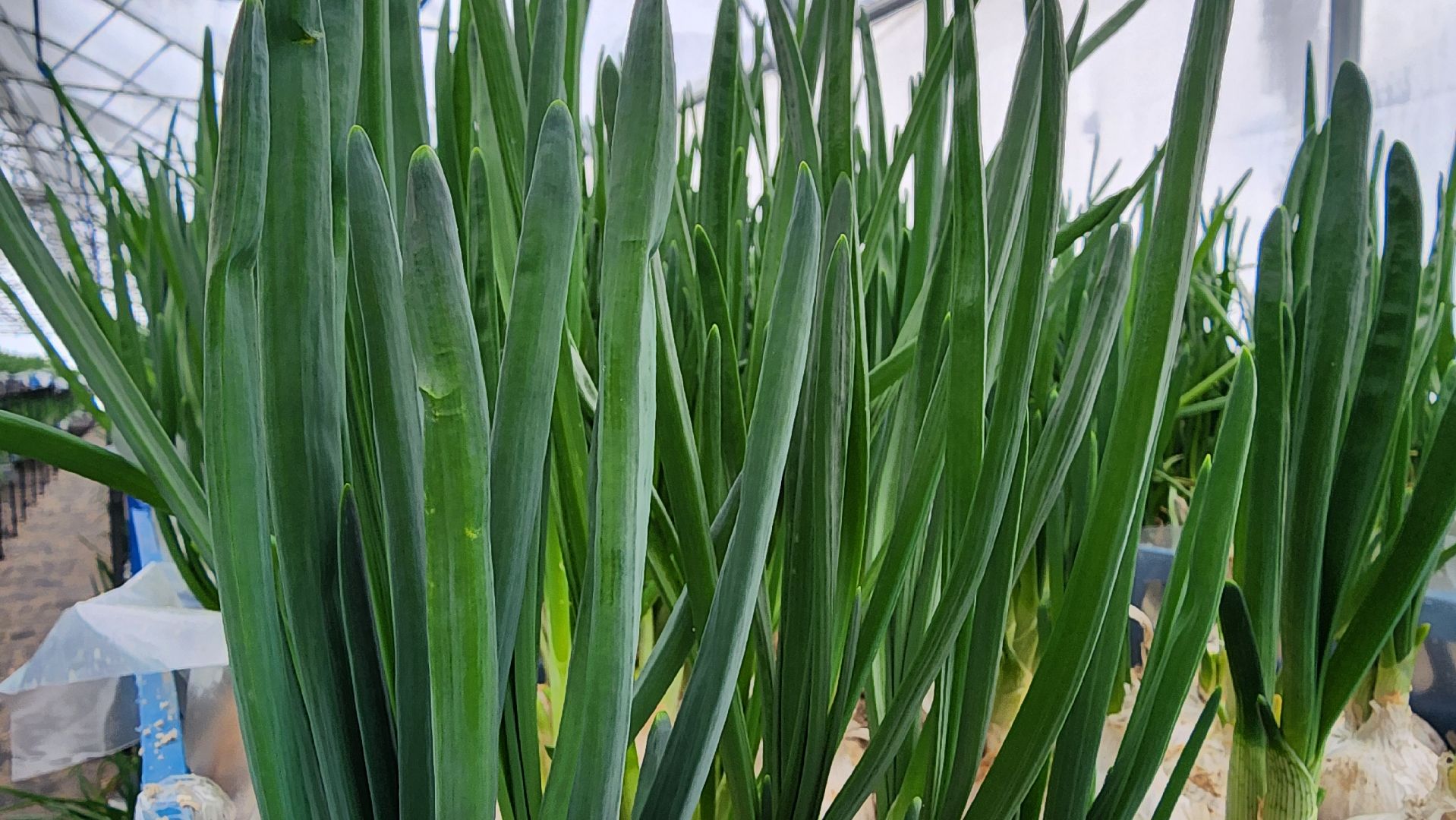 Егорьевск, Подмосковье, Московская область, Великий край,