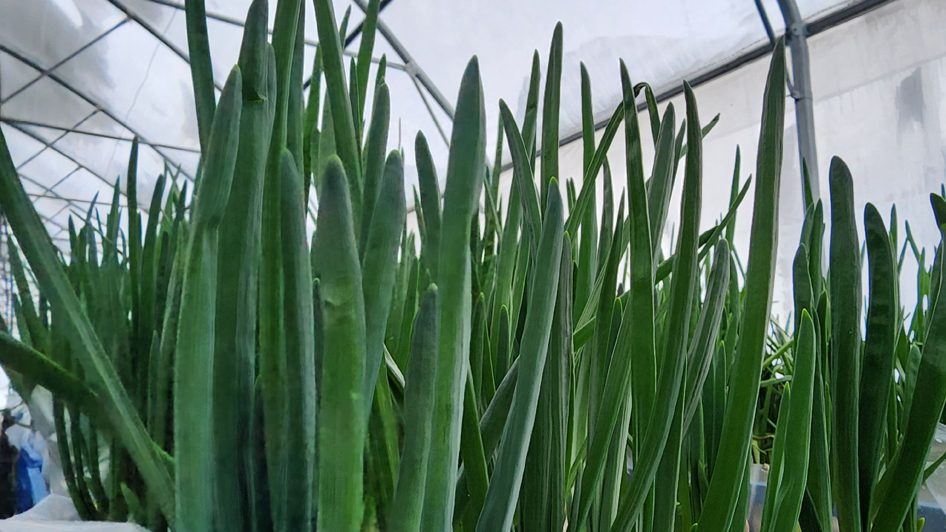 Егорьевск, Подмосковье, Московская область, Великий край,