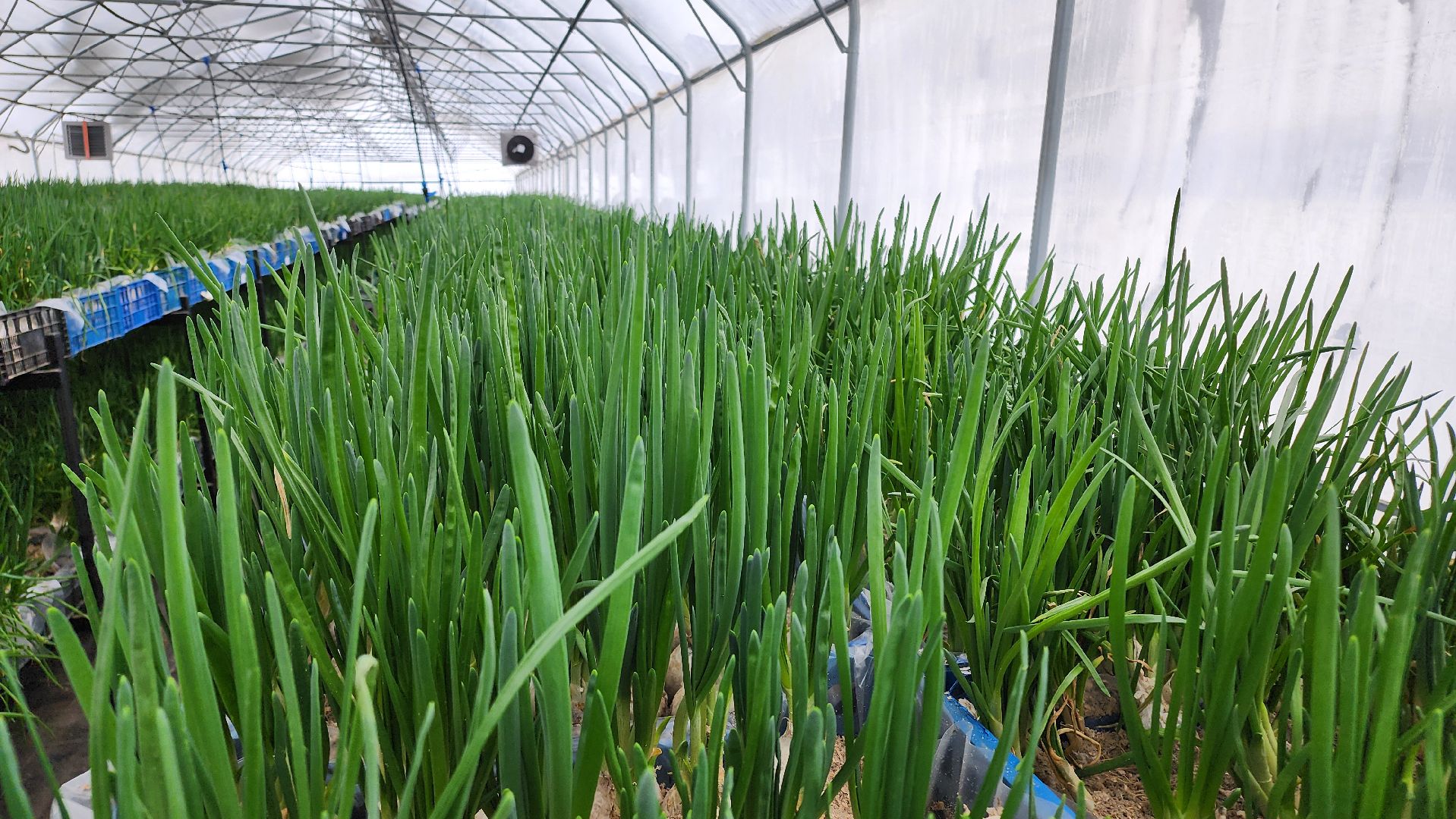 Егорьевск, Подмосковье, Московская область, Великий край,