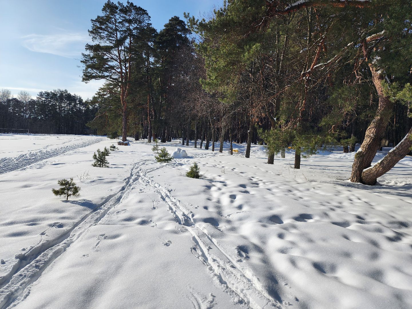 стадион спартак, лыжня, белки, спорт, серпухов,