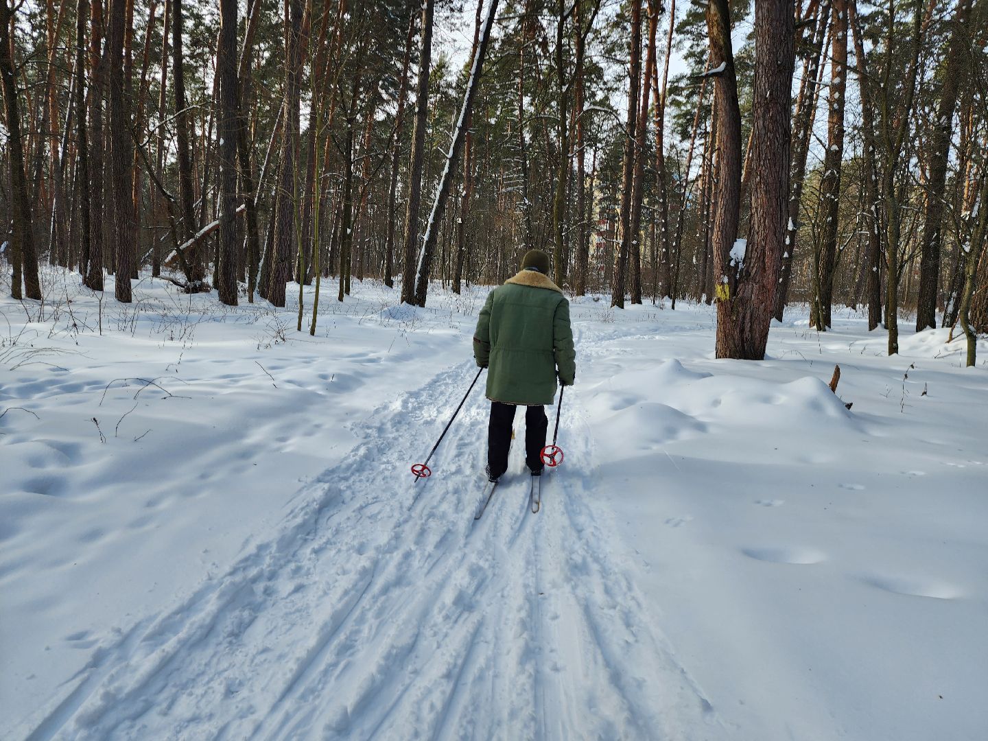 стадион спартак, лыжня, белки, спорт, серпухов,