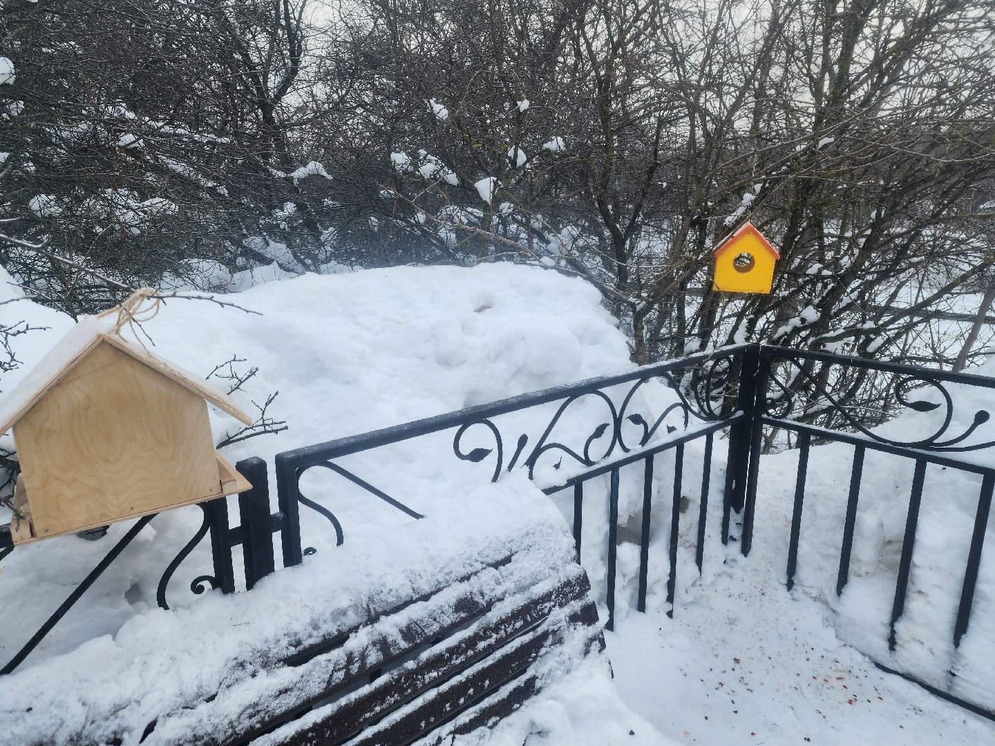 долгопрудный, парки, белки, утки, кормушка,