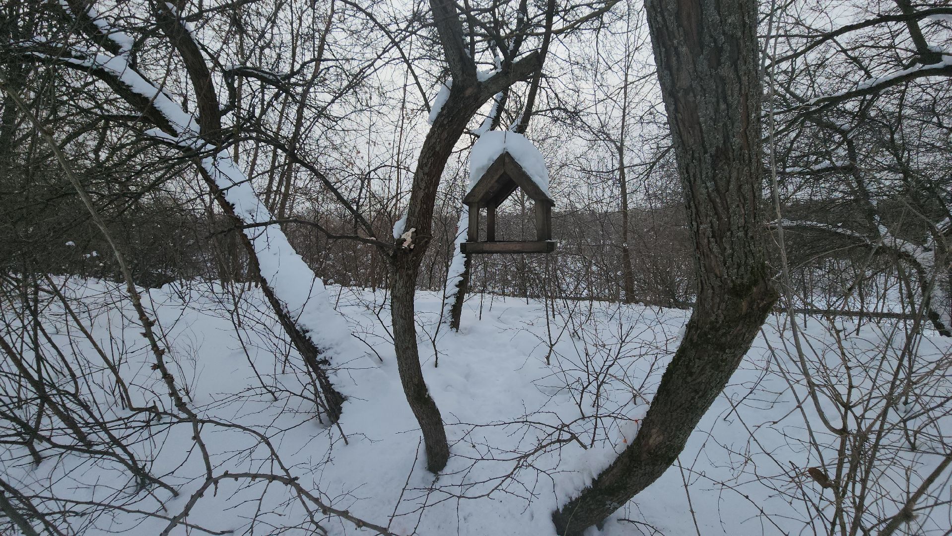 долгопрудный, парки, белки, утки, кормушка,