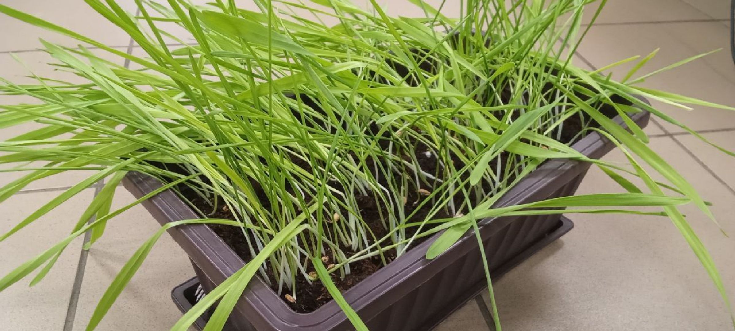 долгопрудный, парки, белки, утки, кормушка,