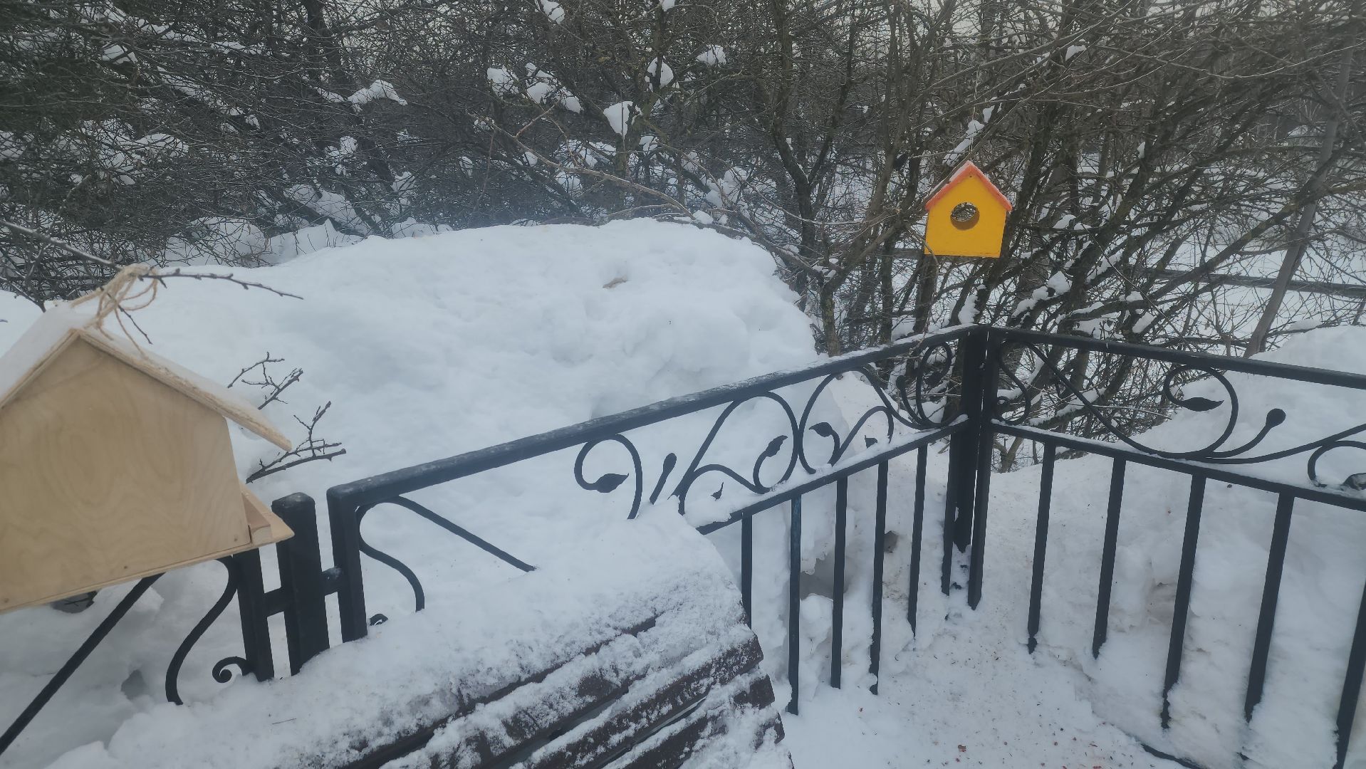 долгопрудный, парки, белки, утки, кормушка,