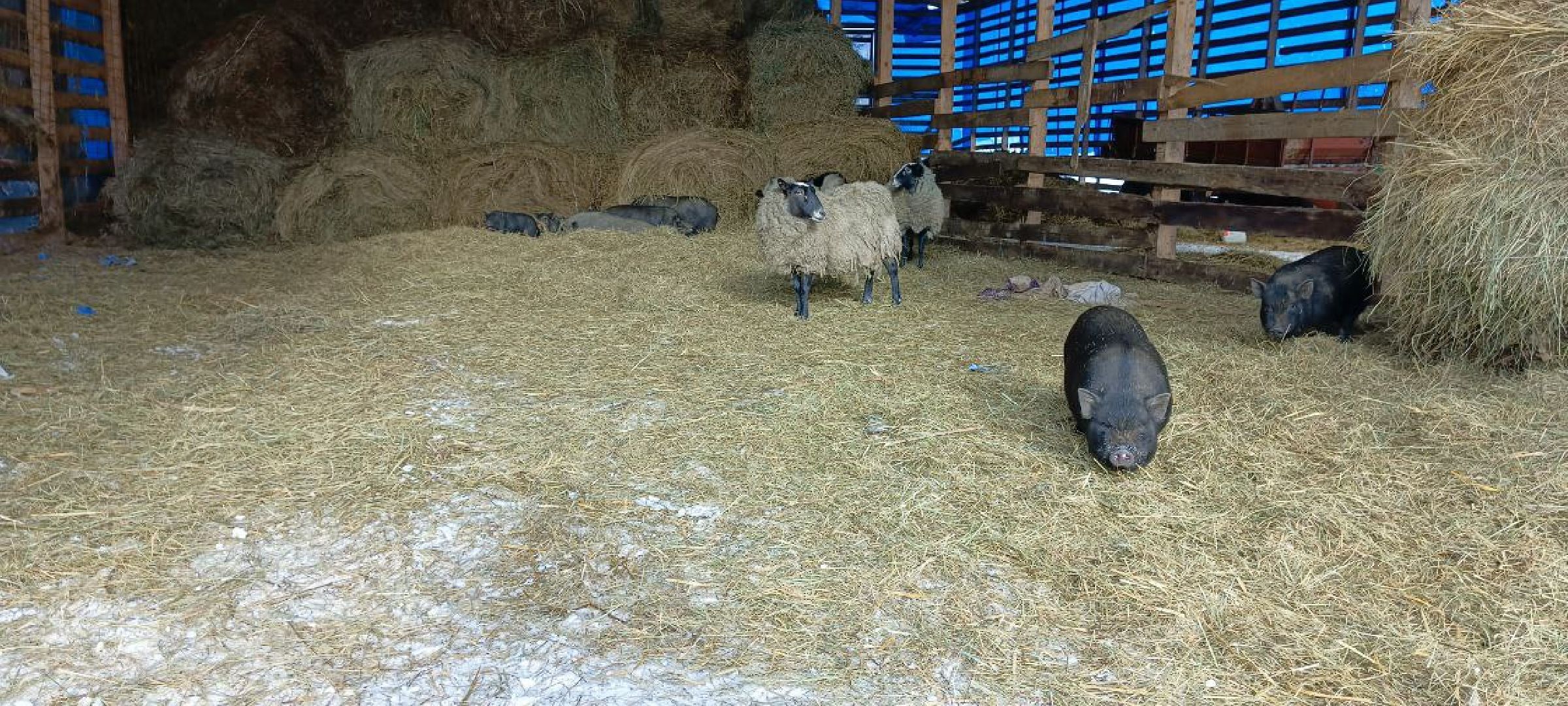 Дмитров, Сыроварня Булатовых, Минсельхоз,