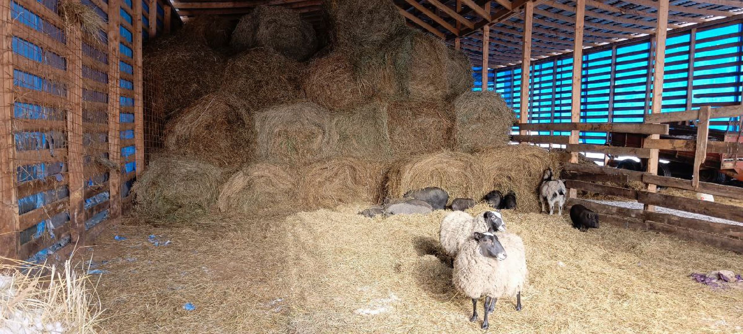 Дмитров, Сыроварня Булатовых, Минсельхоз,