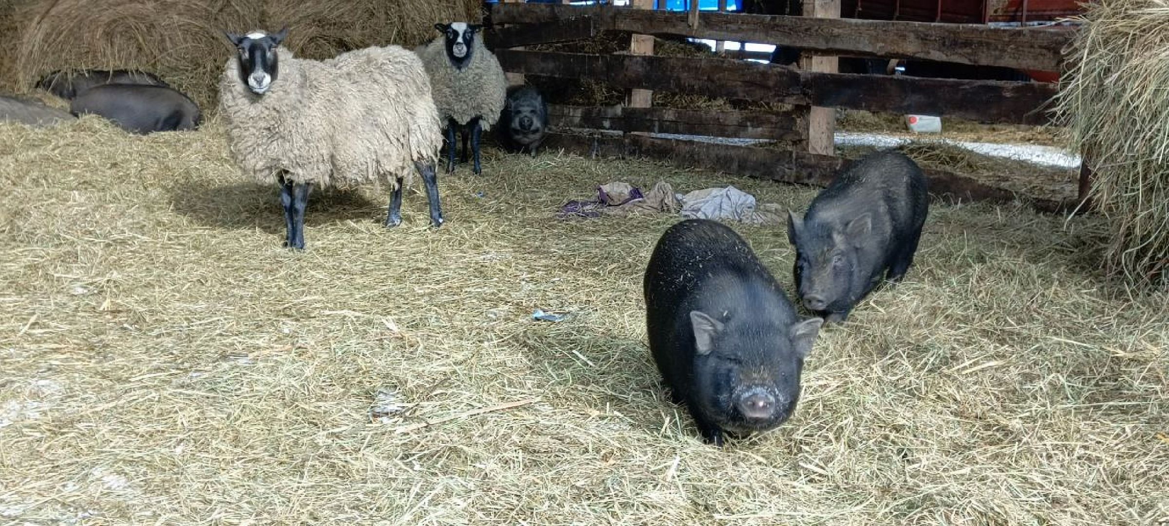 Дмитров, Сыроварня Булатовых, Минсельхоз,