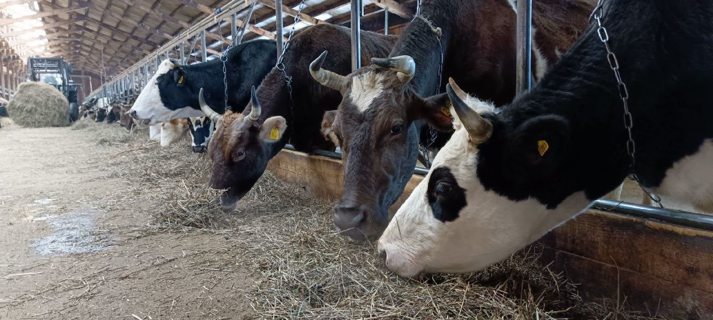 Дмитров, Сыроварня Булатовых, Минсельхоз,