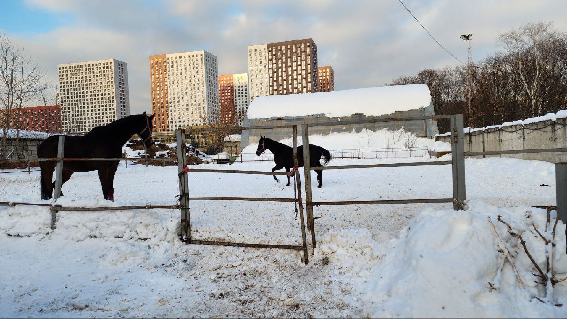 люберцы, Люберецкий конный двор, конюшня,