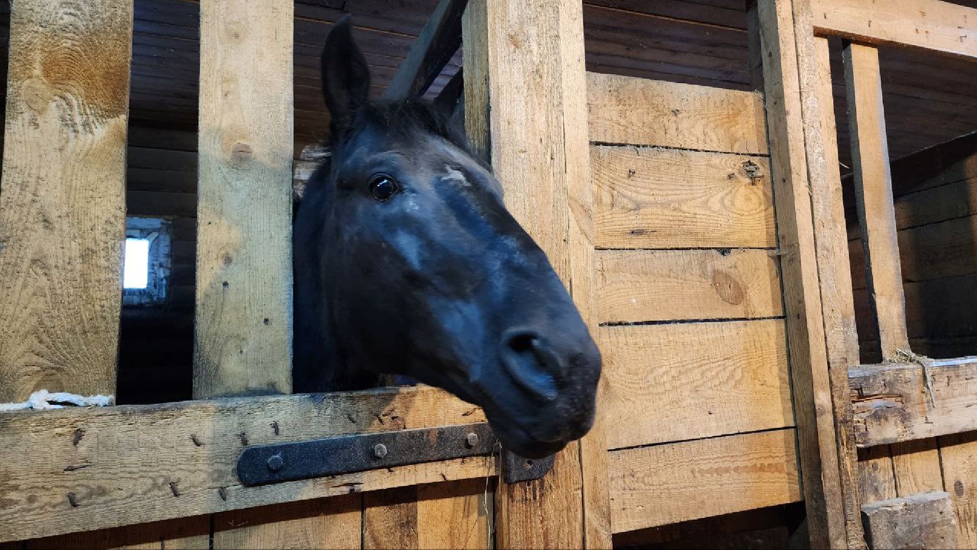 люберцы, Люберецкий конный двор, конюшня,
