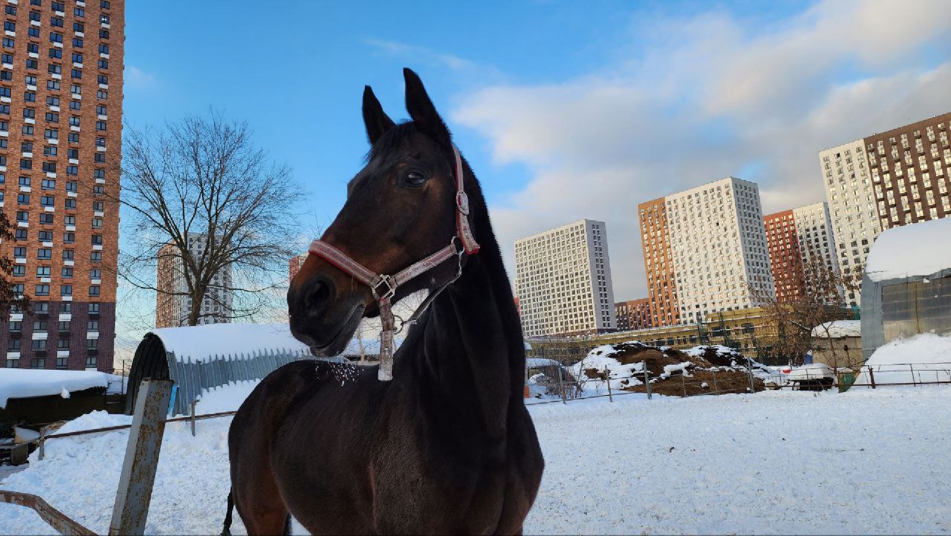 люберцы, Люберецкий конный двор, конюшня,
