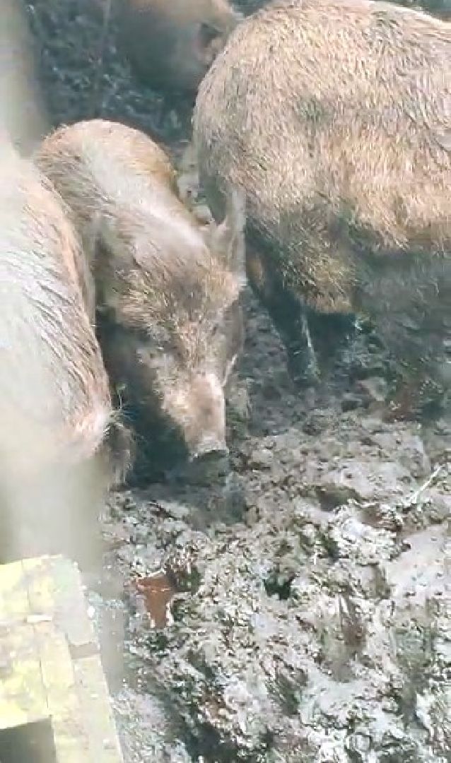 Наро-Фоминск, общество