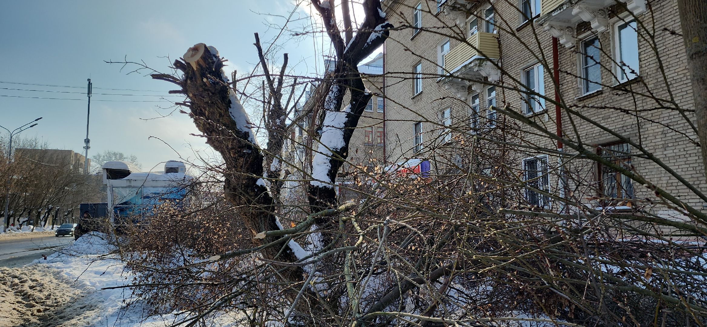 электросталь, мой город, жкх, жкх и благоустройство, обрезка деревьев, коммунальщики, чистый город, безопасность жителей,