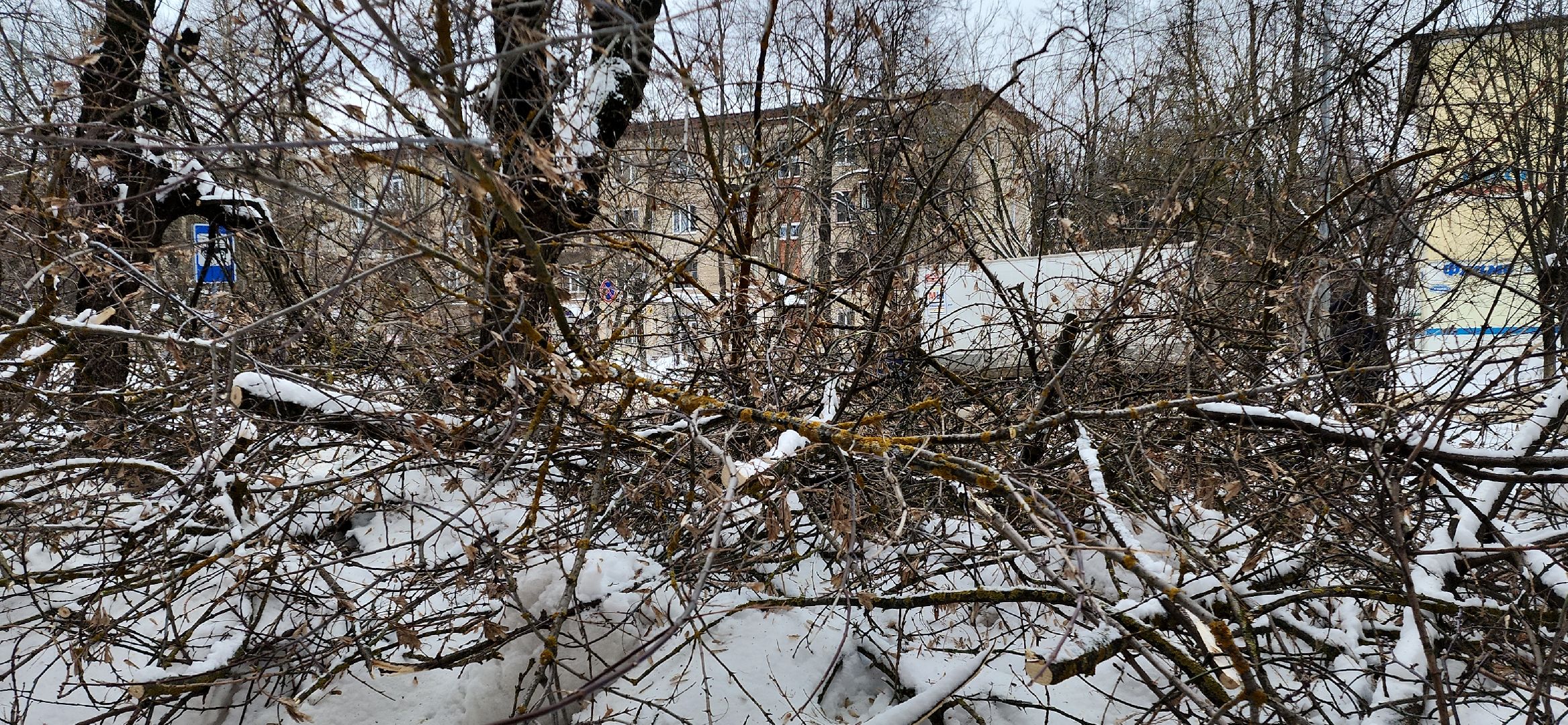 электросталь, мой город, жкх, жкх и благоустройство, обрезка деревьев, коммунальщики, чистый город, безопасность жителей,