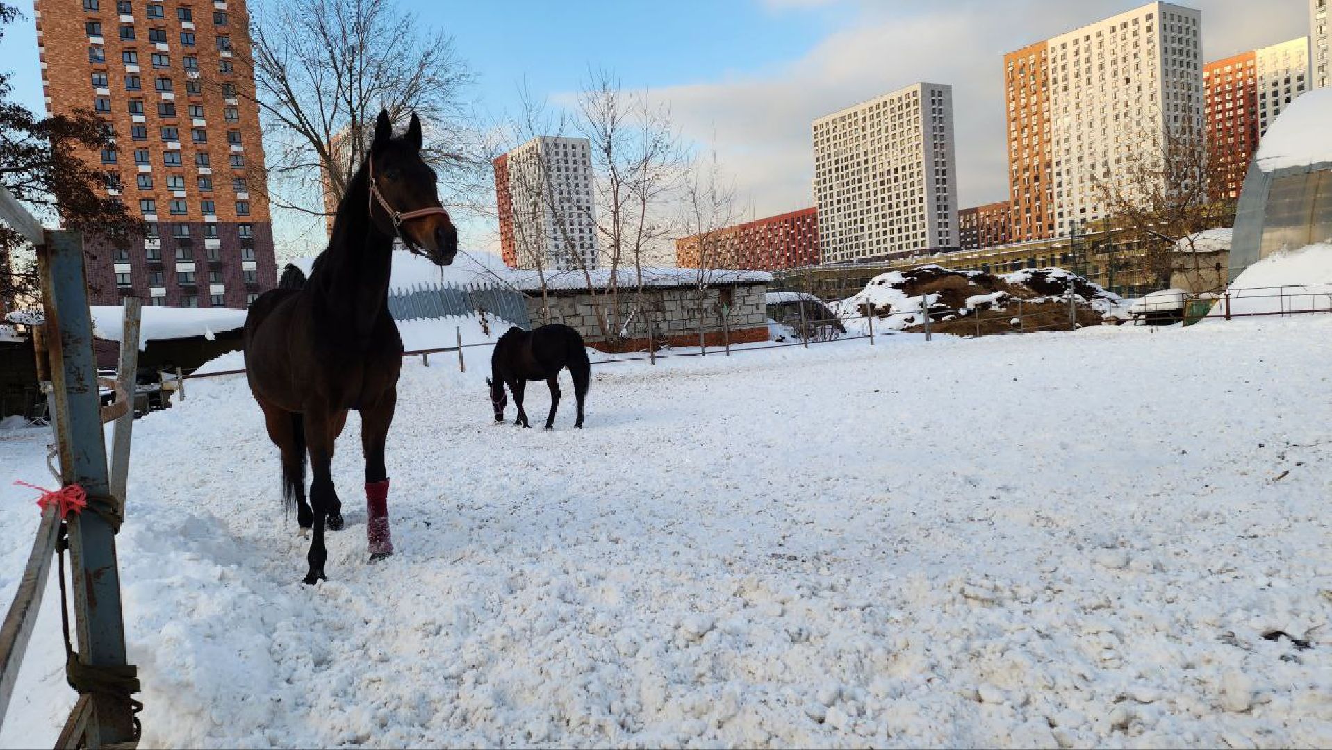 Люберцы, Люберецкий конный двор, малаховка, конюшня,