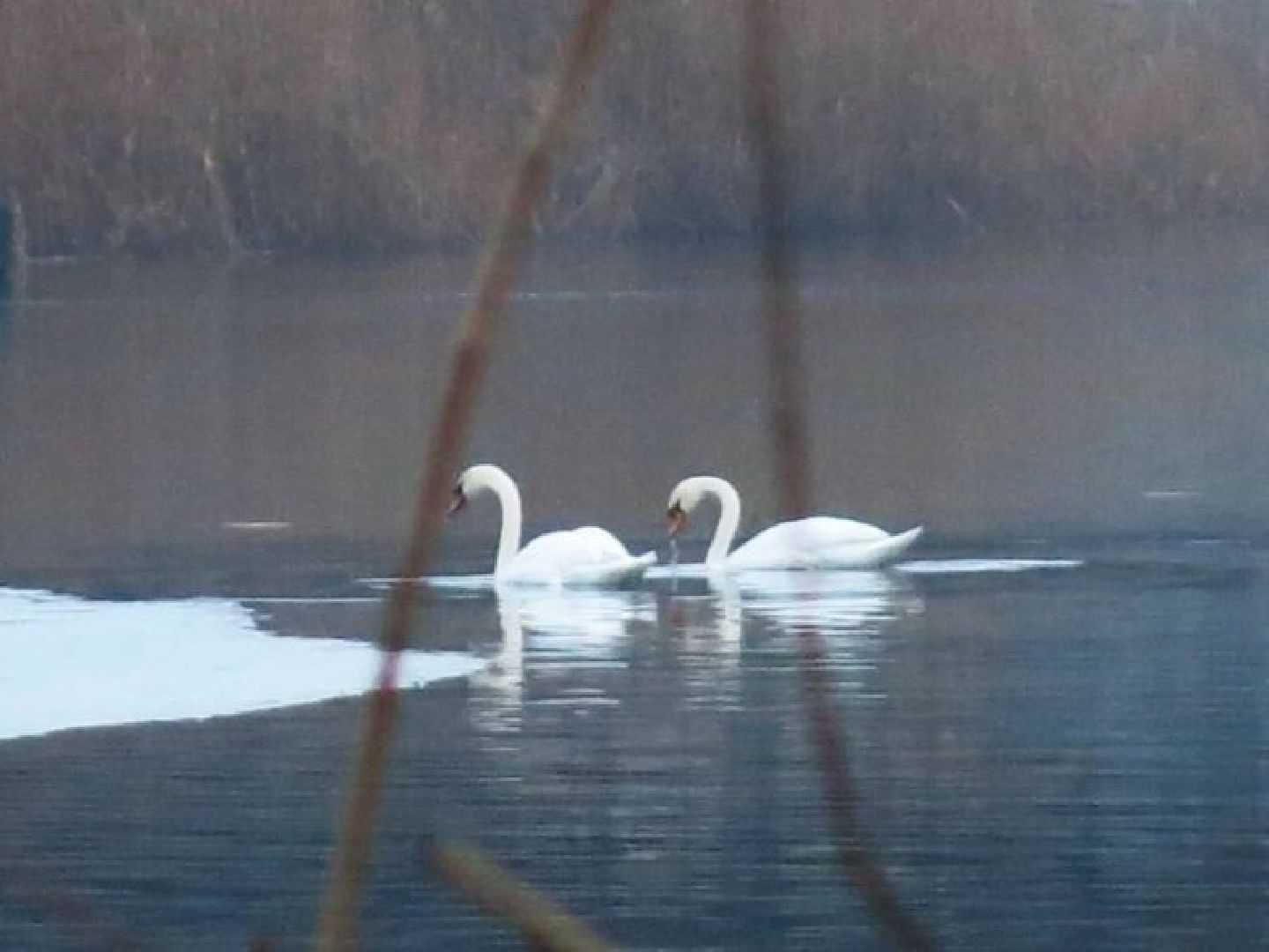 ДНР, лебеди,