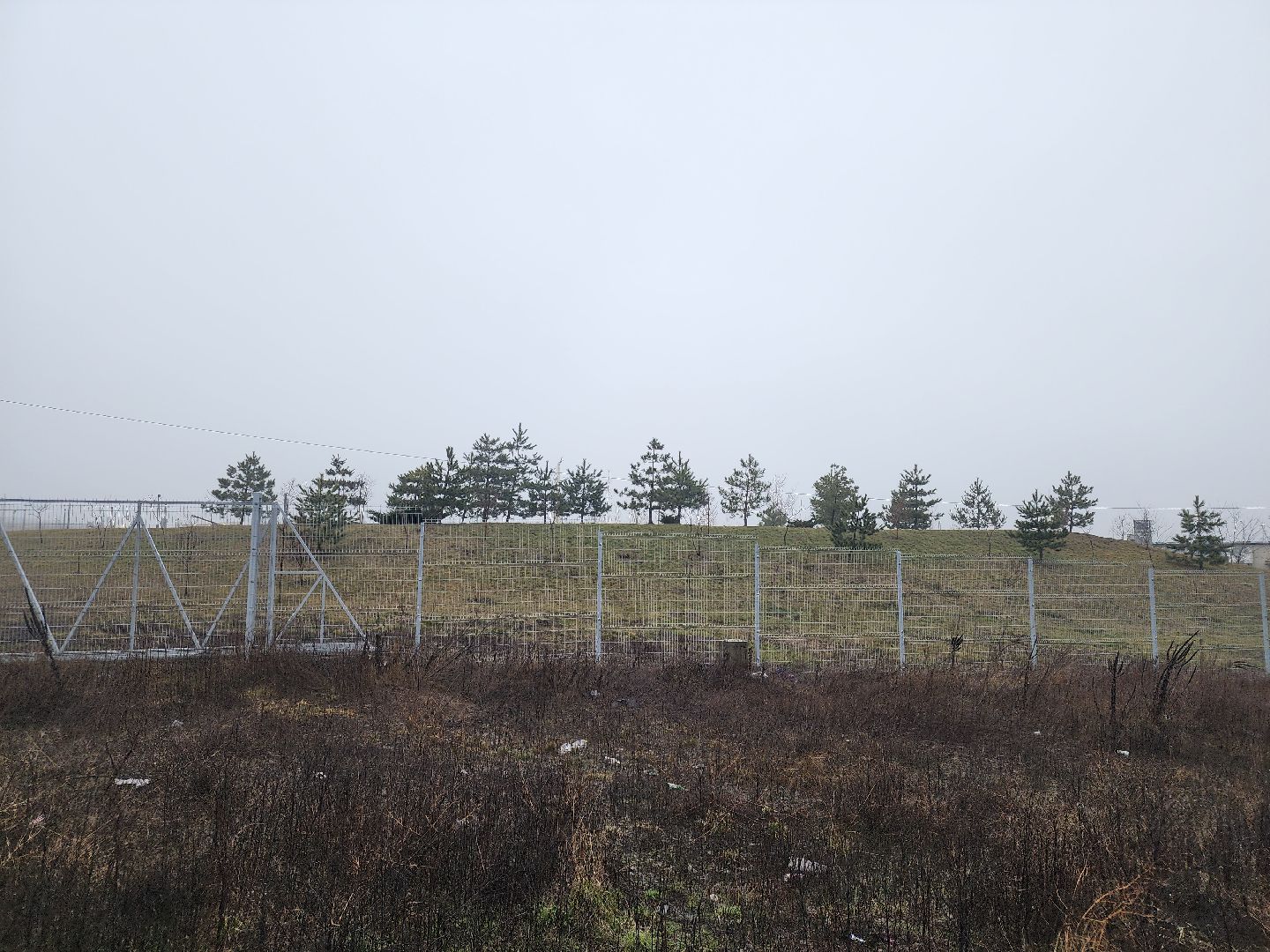 ДНР, лебеди,