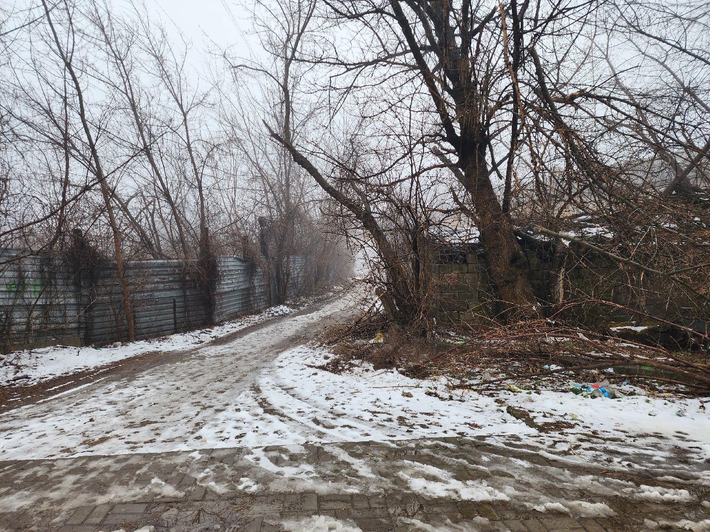 ДНР, лебеди,