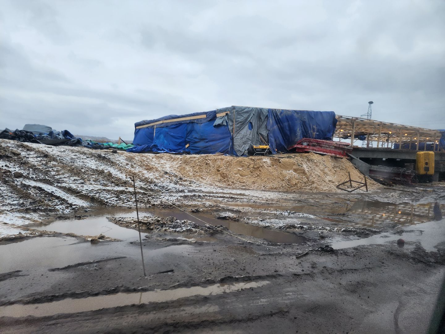 ДНР, лебеди,