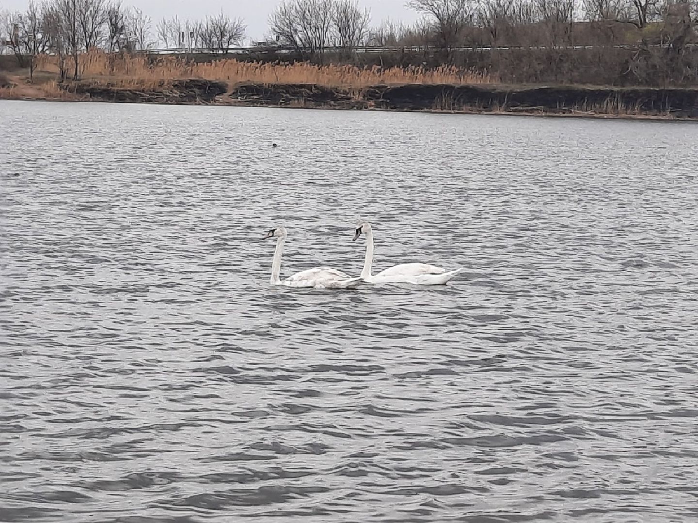 ДНР, лебеди,