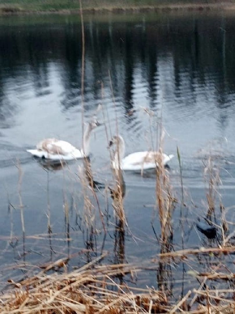 ДНР, лебеди,