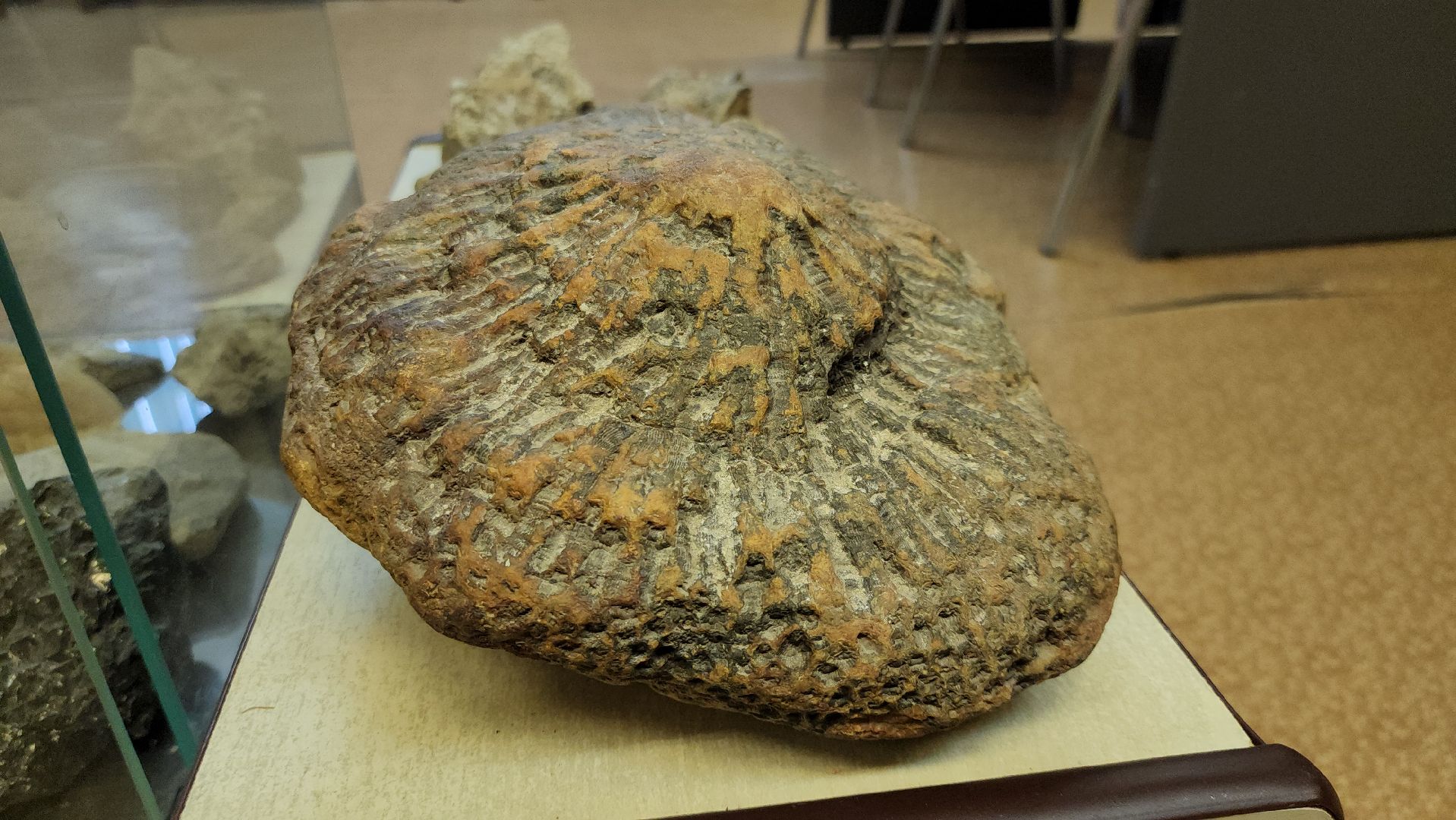 музей, краеведческий музей, школьный музей, школа, руза, рузский городской округ, московская область,