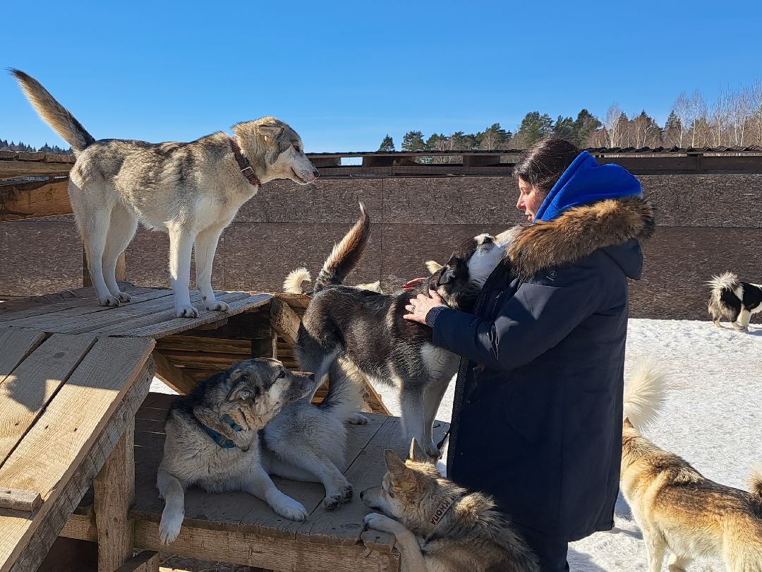 Хаски, ездовыесобаки, Ездовойспорт, Туризм, Собаки
