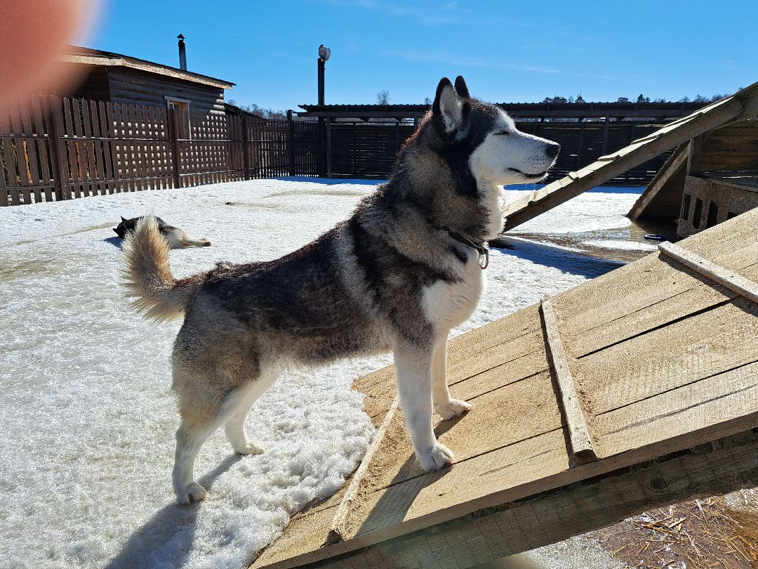 Хаски, ездовыесобаки, Ездовойспорт, Туризм, Собаки