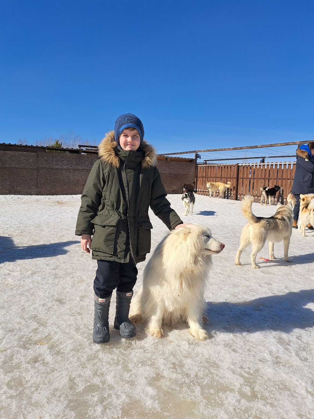 Хаски, ездовыесобаки, Ездовойспорт, Туризм, Собаки