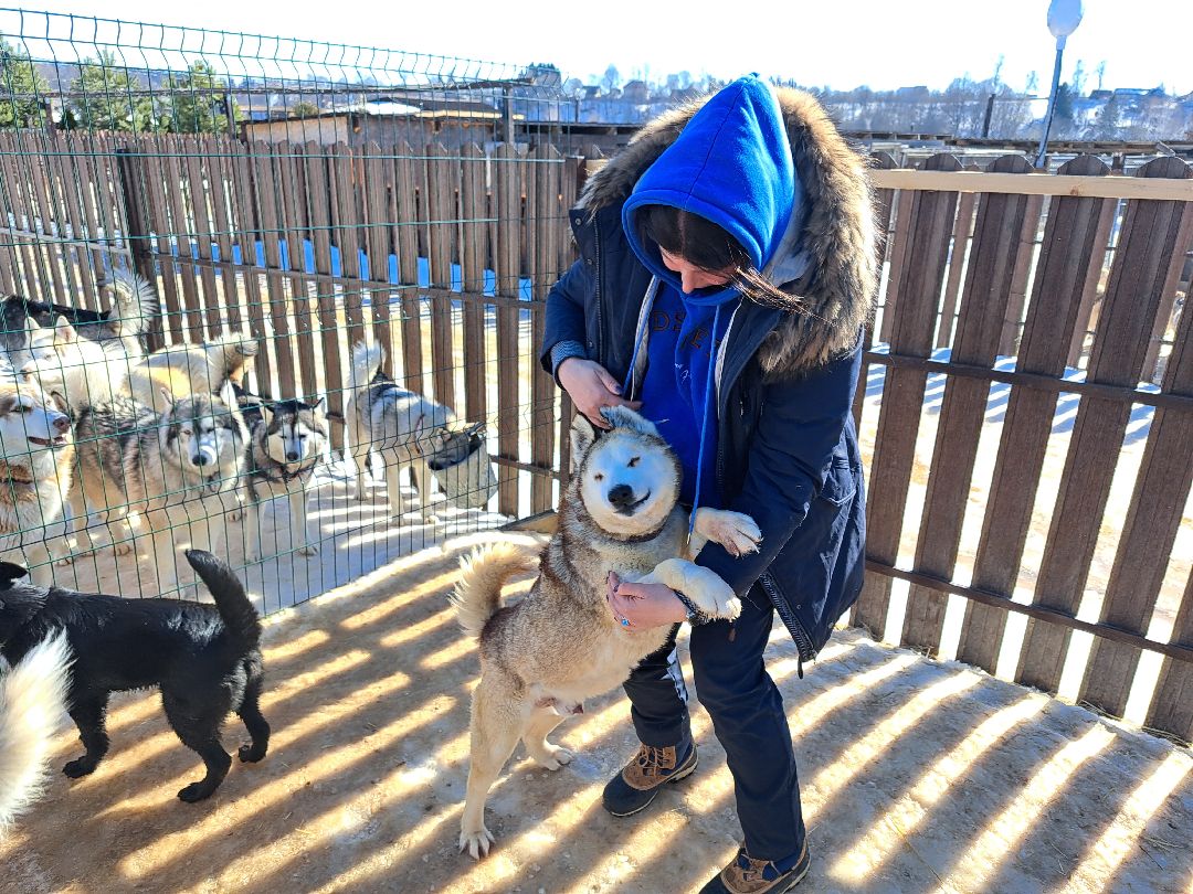 Хаски, ездовыесобаки, Ездовойспорт, Туризм, Собаки