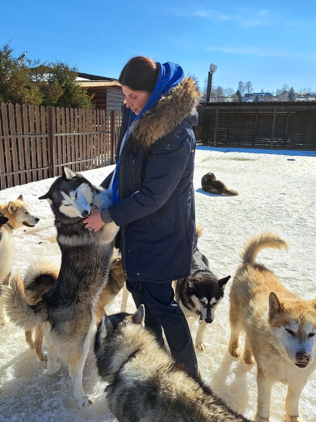 Хаски, ездовыесобаки, Ездовойспорт, Туризм, Собаки