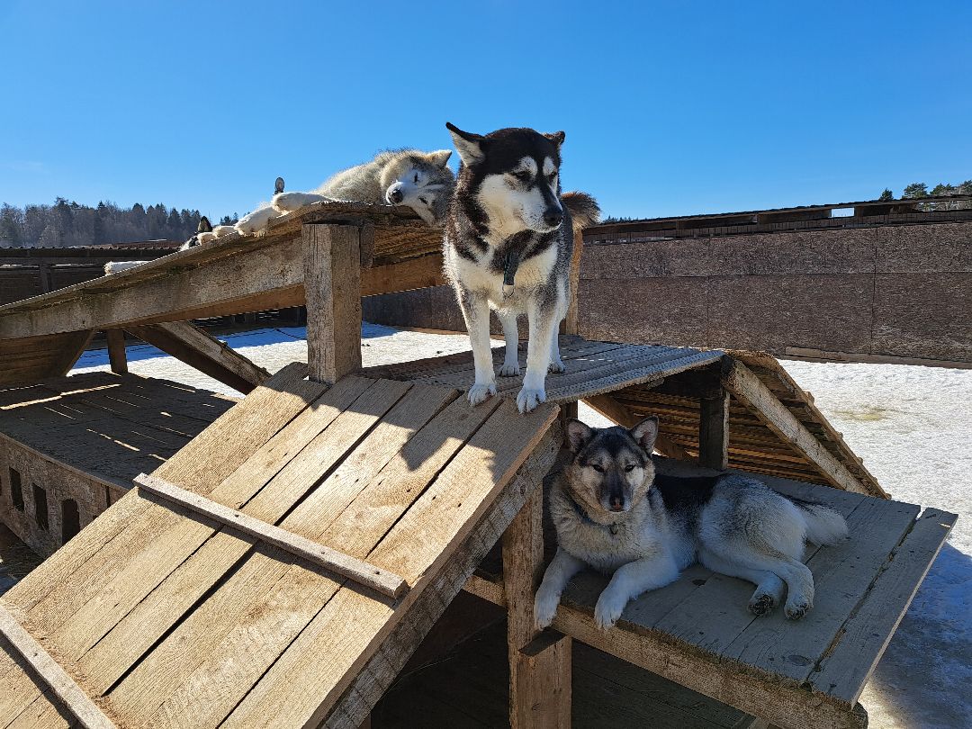 Хаски, ездовыесобаки, Ездовойспорт, Туризм, Собаки