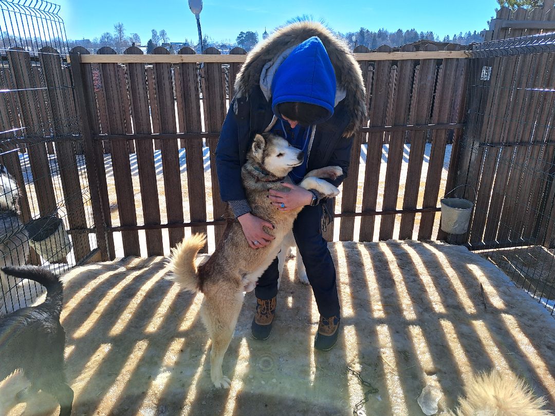 Хаски, ездовыесобаки, Ездовойспорт, Туризм, Собаки