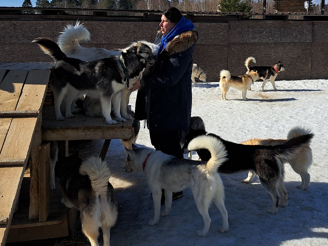 Хаски, ездовыесобаки, Ездовойспорт, Туризм, Собаки
