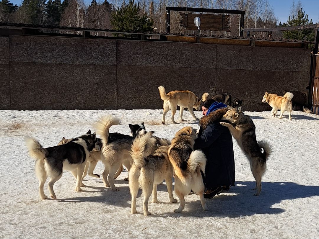 Хаски, ездовыесобаки, Ездовойспорт, Туризм, Собаки
