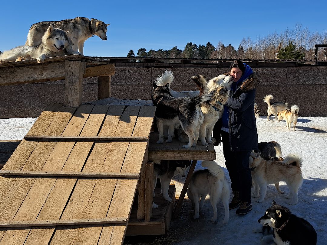 Хаски, ездовыесобаки, Ездовойспорт, Туризм, Собаки