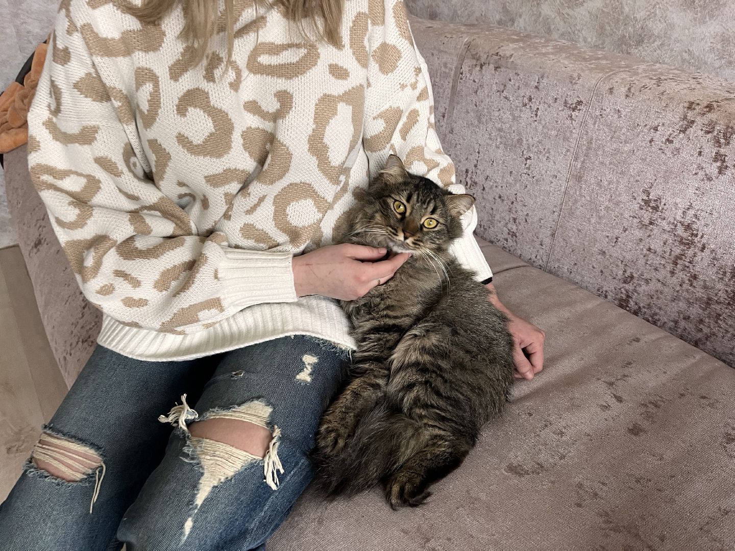 кот, волонтер, зооволонтёр, зоогостинница,